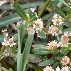 Alternanthera denticulata at Phillip, ACT - 27 Mar 2023 03:11 PM