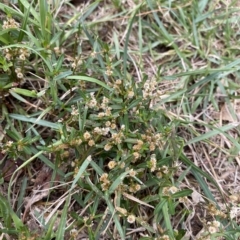 Alternanthera denticulata at Phillip, ACT - 27 Mar 2023 03:11 PM