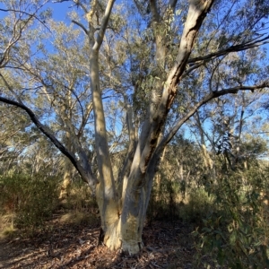 Eucalyptus rossii at Black Mountain - 18 Mar 2023