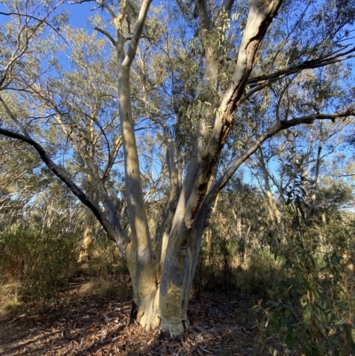 Eucalyptus rossii (Inland Scribbly Gum) at Black Mountain - 17 Mar 2023 by Tapirlord