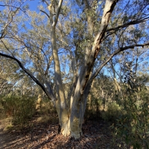Eucalyptus rossii at Acton, ACT - 18 Mar 2023