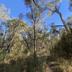 Eucalyptus macrorhyncha (Red Stringybark) at Acton, ACT - 18 Mar 2023 by Tapirlord