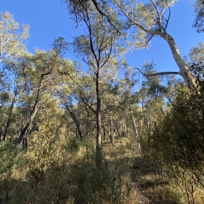 Eucalyptus macrorhyncha (Red Stringybark) at Black Mountain - 18 Mar 2023 by Tapirlord