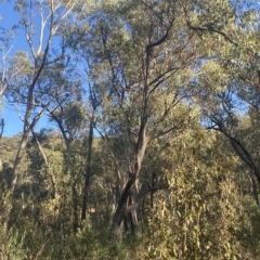 Eucalyptus macrorhyncha at Acton, ACT - 18 Mar 2023 07:48 PM