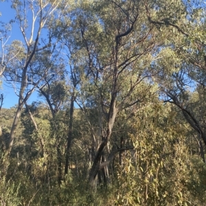 Eucalyptus macrorhyncha at Acton, ACT - 18 Mar 2023
