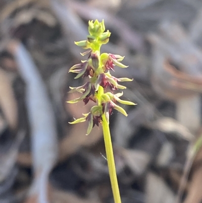 Corunastylis clivicola (Rufous midge orchid) at Black Mountain - 17 Mar 2023 by Tapirlord