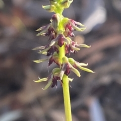 Corunastylis clivicola at Acton, ACT - 18 Mar 2023