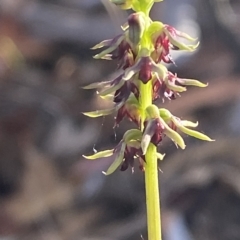 Corunastylis clivicola at Acton, ACT - 18 Mar 2023