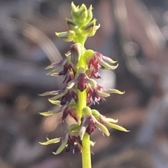 Corunastylis clivicola at Acton, ACT - 18 Mar 2023