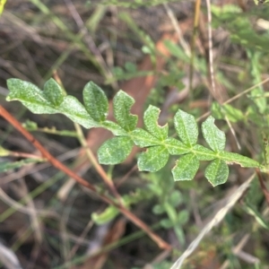 Indigofera australis subsp. australis at Acton, ACT - 18 Mar 2023