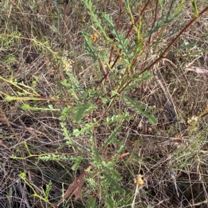 Indigofera australis subsp. australis at Acton, ACT - 18 Mar 2023