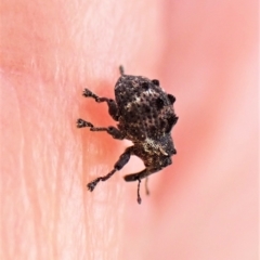 Haplonyx (genus) (Unidentified Haplonyx weevil) at Cook, ACT - 3 Apr 2023 by CathB