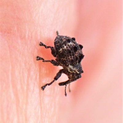 Haplonyx sp. (genus) (Unidentified Haplonyx weevil) at Mount Painter - 3 Apr 2023 by CathB