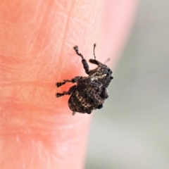 Haplonyx sp. (genus) at Cook, ACT - 3 Apr 2023