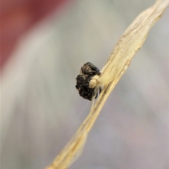 Haplonyx sp. (genus) at Cook, ACT - 3 Apr 2023