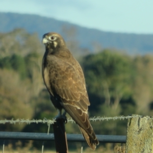 Falco berigora at Wollogorang, NSW - 14 Apr 2023 04:59 PM