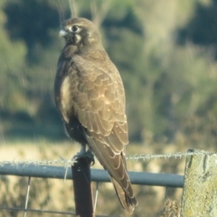 Falco berigora at Wollogorang, NSW - 14 Apr 2023 04:59 PM