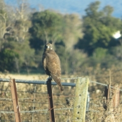 Falco berigora at Wollogorang, NSW - 14 Apr 2023 04:59 PM