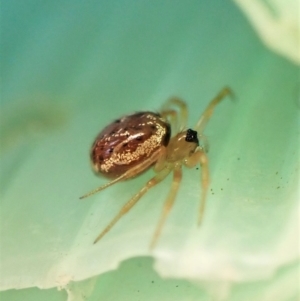 Euryopis sp. (genus) at Cook, ACT - 3 Apr 2023 06:03 PM