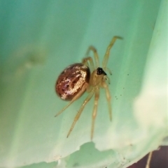 Euryopis sp. (genus) at Cook, ACT - 3 Apr 2023