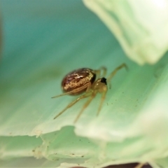 Euryopis sp. (genus) at Cook, ACT - 3 Apr 2023