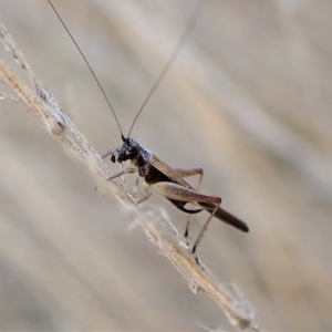 Trigonidium sjostedti at Cook, ACT - 3 Apr 2023 06:36 PM