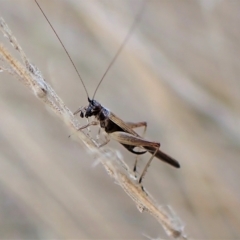 Trigonidium sjostedti (Trigonidiid cricket) at Cook, ACT - 3 Apr 2023 by CathB