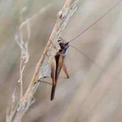 Trigonidium sjostedti at Cook, ACT - 3 Apr 2023 06:36 PM