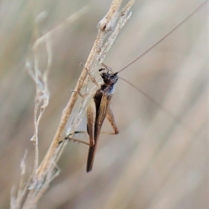 Trigonidium sjostedti at Cook, ACT - 3 Apr 2023 06:36 PM