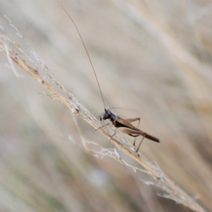 Trigonidium sjostedti at Cook, ACT - 3 Apr 2023 06:36 PM