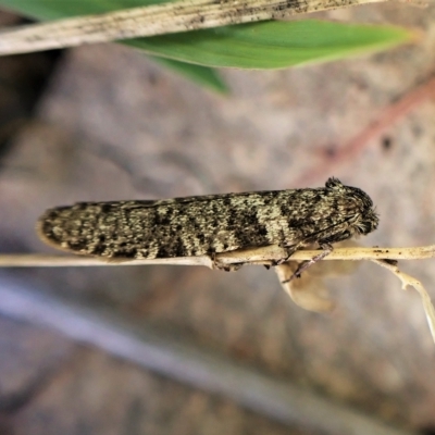 Lepidoscia euryptera (A case moth) at Mount Painter - 4 Apr 2023 by CathB