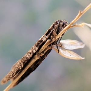 Lepidoscia euryptera at Cook, ACT - 4 Apr 2023 05:21 PM