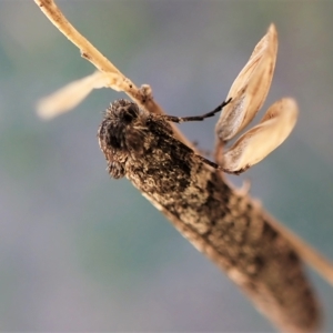 Lepidoscia euryptera at Cook, ACT - 4 Apr 2023