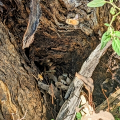 Apis mellifera (European honey bee) at Molonglo River Reserve - 15 Apr 2023 by HelenCross