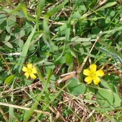 Oxalis sp. (Wood Sorrel) at Symonston, ACT - 15 Apr 2023 by CallumBraeRuralProperty