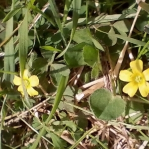 Oxalis sp. at Symonston, ACT - 15 Apr 2023