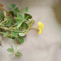 Oxalis sp. at Symonston, ACT - 15 Apr 2023 12:51 PM