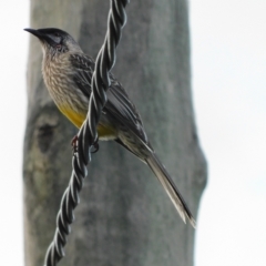 Anthochaera carunculata (Red Wattlebird) at Symonston, ACT - 15 Apr 2023 by CallumBraeRuralProperty