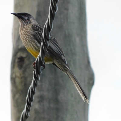 Anthochaera carunculata (Red Wattlebird) at Symonston, ACT - 15 Apr 2023 by CallumBraeRuralProperty