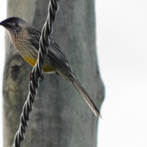 Anthochaera carunculata at Symonston, ACT - 15 Apr 2023