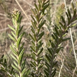 Grevillea lanigera at Bimberi, NSW - 15 Apr 2023