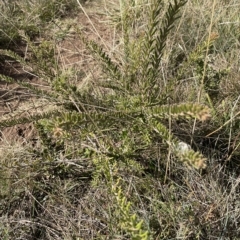 Grevillea lanigera at Bimberi, NSW - 15 Apr 2023