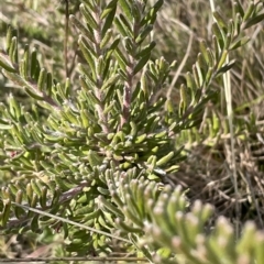 Grevillea lanigera at Bimberi, NSW - 15 Apr 2023 08:20 PM