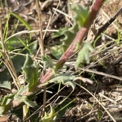 Calotis glandulosa (Mauve Burr-daisy) at Tantangara, NSW - 15 Apr 2023 by Mavis