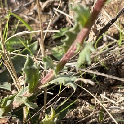 Calotis glandulosa (Mauve Burr-daisy) at Tantangara, NSW - 15 Apr 2023 by Mavis