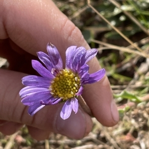 Calotis glandulosa at Tantangara, NSW - 15 Apr 2023