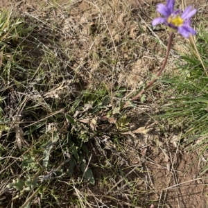 Calotis glandulosa at Tantangara, NSW - 15 Apr 2023