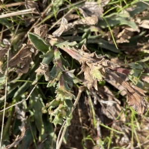 Calotis glandulosa at Tantangara, NSW - 15 Apr 2023