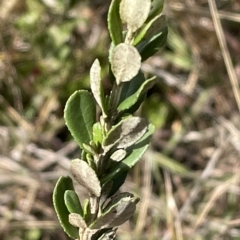 Olearia myrsinoides (Blush Daisy Bush) at Kosciuszko National Park - 14 Apr 2023 by Mavis