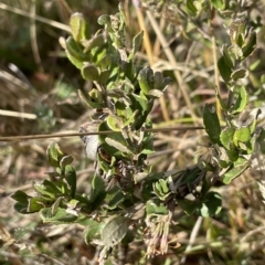 Olearia myrsinoides at Tantangara, NSW - 15 Apr 2023